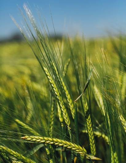 HD-wallpaper-spikelets-rye-green-seeds-closeup